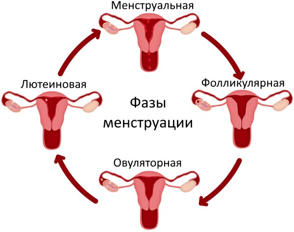 Фазы менструации